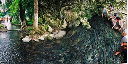 神の魚が棲む谷川